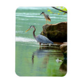 Twee Herons in de rivier Magneet (Verticaal)