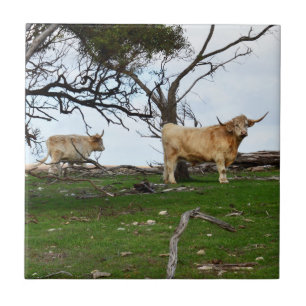 Twee herten Highland-runderen in vredige landelijk Tegeltje