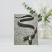 Twee hete slangen briefkaart (Staand voorkant)