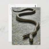 Twee hete slangen briefkaart (Voorkant / Achterkant)