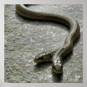 Twee hete slangen poster