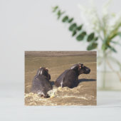 Twee hippos briefkaart (Staand voorkant)