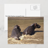 Twee hippos briefkaart (Voorkant / Achterkant)