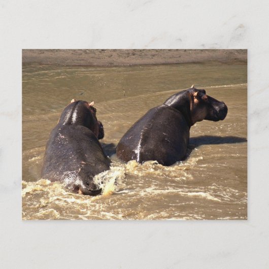 Twee hippos briefkaart (Voorkant)