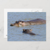 Twee hippos in een rivier, het nationale park van briefkaart (Voorkant / Achterkant)