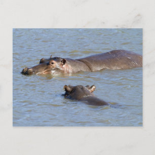 Twee hippos in een rivier, het nationale park van briefkaart
