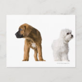 Twee honden briefkaart (Voorkant)