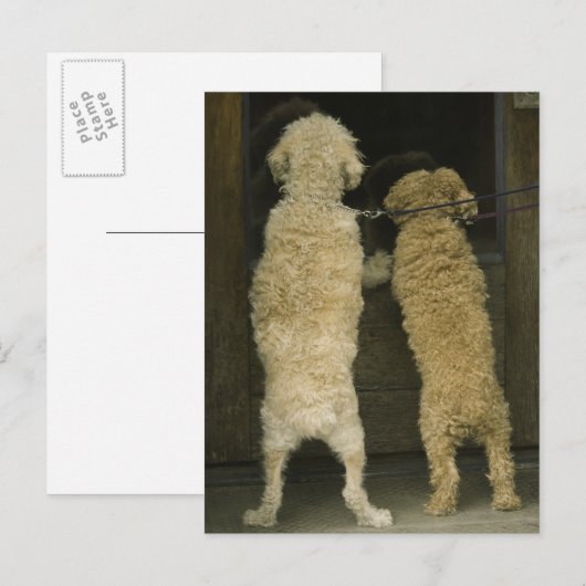 Twee honden die in een deurraam kijken, achteraan  briefkaart (Voorkant / Achterkant)