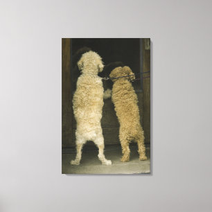 Twee honden die in een deurraam kijken, achteraan  canvas afdruk