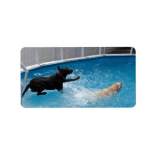 Twee honden die in een zwembad springen! etiket