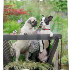 Twee honden een pug puppy en Boston Terrier in een Douchegordijn
