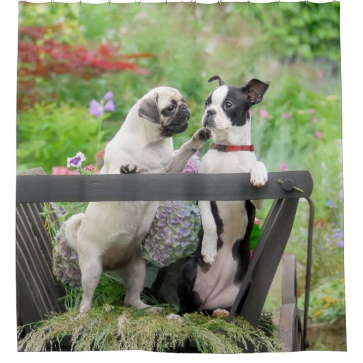 Twee honden een pug puppy en Boston Terrier in een Douchegordijn (Voorkant)