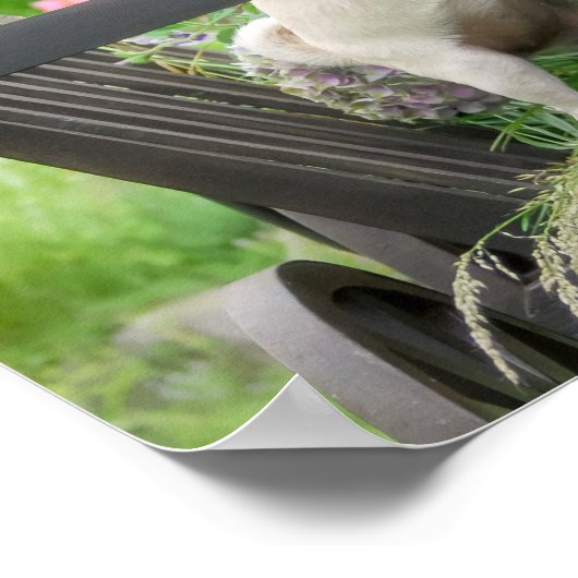 Twee honden een pug puppy en Boston Terrier in een Poster (Hoek)