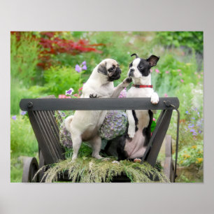 Twee honden een pug puppy en Boston Terrier in een Poster