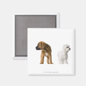 Twee honden magneet (Voorkant / Achterkant)