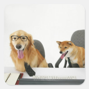 Twee honden met een stropdas en een bril, zittend vierkante sticker
