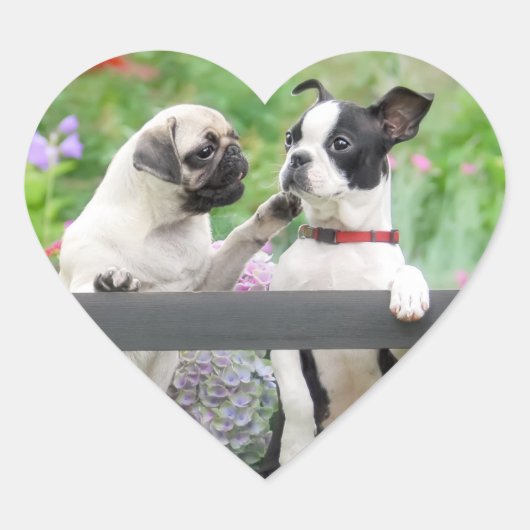 Twee honden samen een pug puppy en Boston Terrier Hart Sticker (Voorkant)