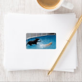 Twee honden springen in een zwembad! etiket (Insitu)