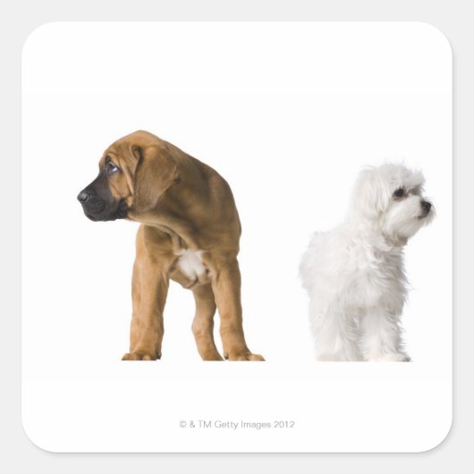 Twee honden vierkante sticker (Voorkant)