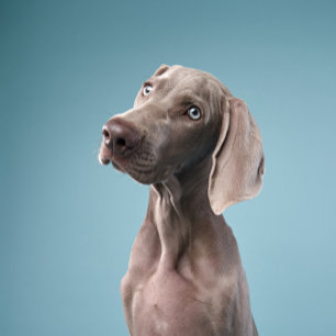 Twee honden zitten bij het vuur in het bos. magneet