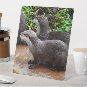 Twee hongerige otters die wachten op vis,- reclamebord met voetstuk