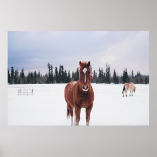 TWEE HORSES OP SNEE POSTER