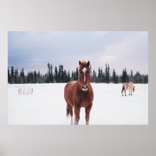 TWEE HORSES OP SNEE POSTER (Voorkant)
