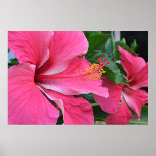 Twee hot-roze hibiscus poster