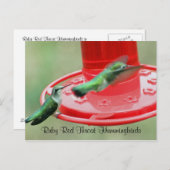 Twee Hummers, Ruby Red Throat Kolibries Briefkaart (Voorkant / Achterkant)
