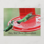 Twee Hummers, Ruby Red Throat Kolibries Briefkaart (Voorkant)