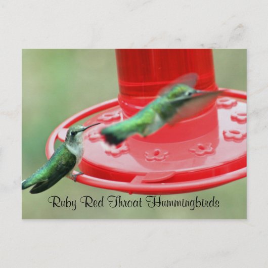 Twee Hummers, Ruby Red Throat Kolibries Briefkaart (Voorkant)