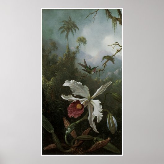 Twee Hummingvogels boven een White Orchid, 1870's Poster (Voorkant)