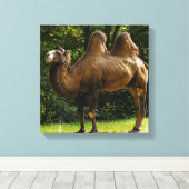 Twee Humped Camel Canvas print (Insitu (Houten vloer))