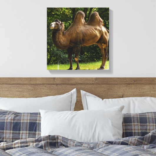 Twee Humped Camel Canvas print (Insitu (Slaapkamer))