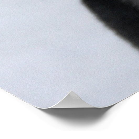 Twee husky fotografie slee hond poster (Hoek)