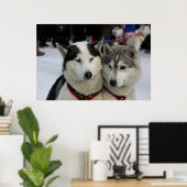 Twee husky fotografie slee hond poster (Thuiskantoor)