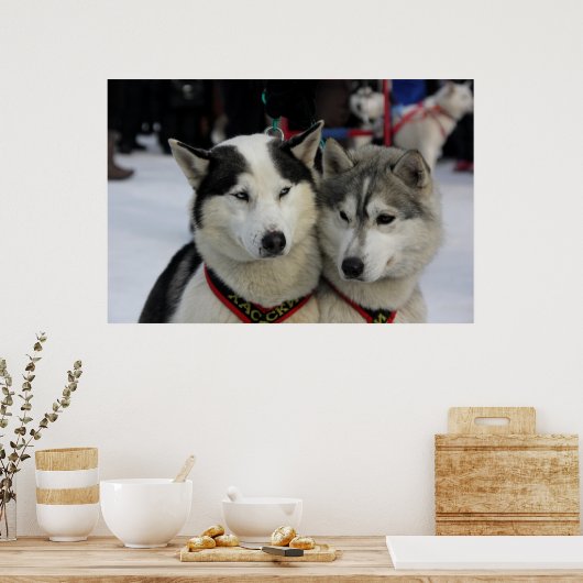 Twee husky fotografie slee hond poster (Keuken)