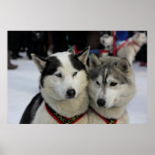 Twee husky fotografie slee hond poster (Voorkant)