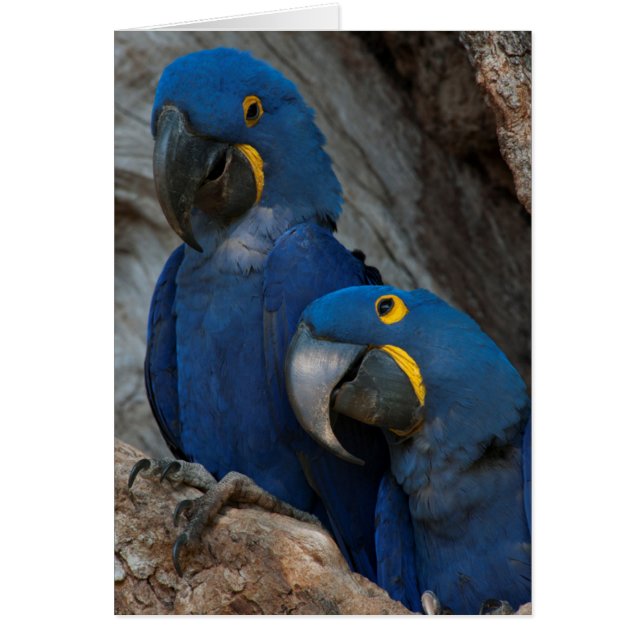 Twee Hyacint Ara's, Brazilië (Voorkant)