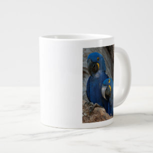 Twee Hyacint Ara's, Brazilië Grote Koffiekop
