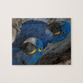 Twee Hyacint Ara's, Brazilië Legpuzzel (Horizontaal)