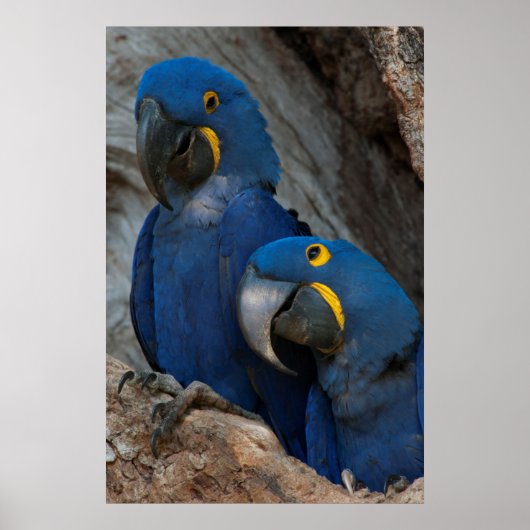 Twee Hyacint Ara's, Brazilië Poster (Voorkant)
