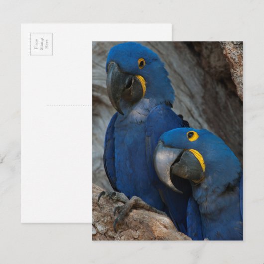 Twee Hyacinth Macaws, Brazilië Briefkaart (Voorkant / Achterkant)