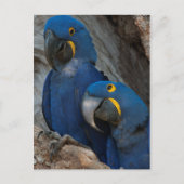 Twee Hyacinth Macaws, Brazilië Briefkaart (Voorkant)