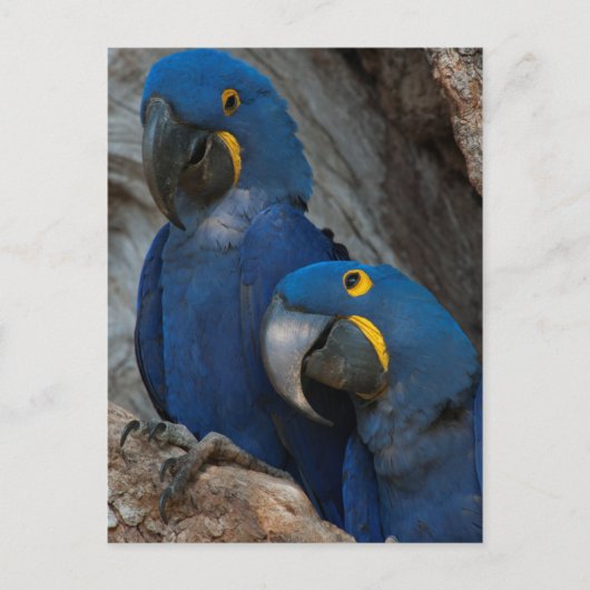 Twee Hyacinth Macaws, Brazilië Briefkaart (Voorkant)
