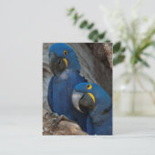 Twee Hyacinth Macaws, Brazilië Briefkaart (Staand voorkant)