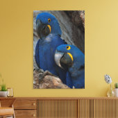 Twee Hyacinth Macaws, Brazilië Canvas Afdruk (Insitu (Woonkamer))