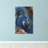 Twee Hyacinth Macaws, Brazilië Canvas Afdruk (Insitu (Houten vloer))