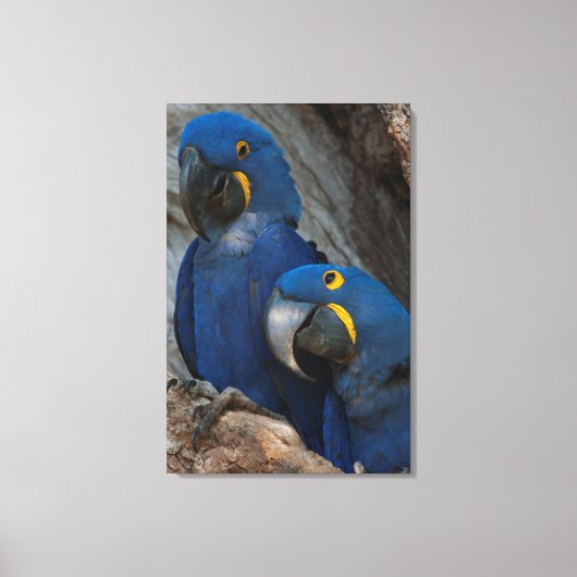 Twee Hyacinth Macaws, Brazilië Canvas Afdruk (Voorkant)