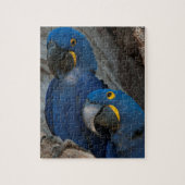 Twee Hyacinth Macaws, Brazilië Legpuzzel (Verticaal)